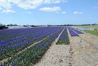Cultivation of Blue Hyacinth plants reaching to the horizon. 