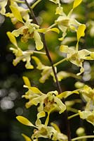 Dendrobium 'Elizabeth' - Dendrobium Mustard x Dendrobium Noor Aishah, named after Queen Elizabeth II of the United Kingdom. 