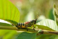 Orthoptera: Pyrgomorphidae - Elegant grasshopper