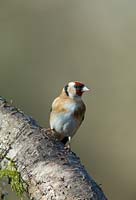 Carduelis carduelis - goldfinch