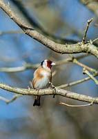 Carduelis carduelis - goldfinch
