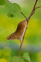 Micromys minutus - Young harvest mouse  climbing