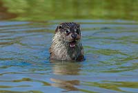 Lutra Lutra in pond - european otter 