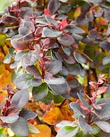 Berberis thunbergii Concorde