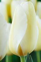 Tulipa 'Snowstar' - Triumph Group 