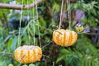 Cyanistes caeruleus, Parus caeruleus. Blue Tit perched on pumpkin bird feeder. 