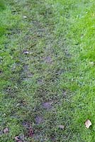 Damage caused to grass by walking on wet lawn