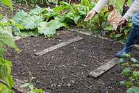 Sowing Phacelia in a vegetable patch.