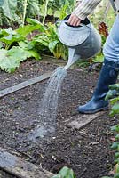 Sowing Phacelia in a vegetable patch. Watering seeds. 