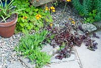 Ornamental gravelled area edged by cobble setts and stone paving with overhanging creeping Ajuga and Pilosella aurantiaca -  Fox-and-cubs Orange Hawkweed