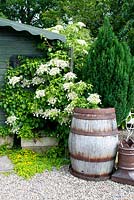 Climbing  Hydrangea anomala subsp. petiolaris against wooden shed and barrel on graveled area