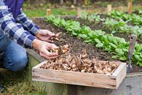 Planting Narcissus recurvus in an allotment plot, as a spring flowering border