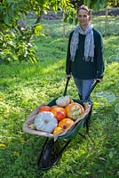 Woman moving wheelbarrow of harvested mixed pumpkins. 'Mammoth', 'Crown Prince', 'Uchiki Kuri', 'Turks Turban' and gourd.