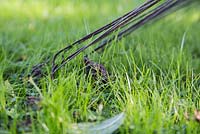 Removing worm cast from garden lawn using a rake