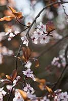 Prunus cerasifera 'Woodii'