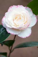 Camellia japonica Margaret Davis, Camellia. Shrub, March. 