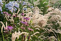 Prairie plantings includes Echinachea purpurea, Phlox paniculata and Melica ciliata, Jan Spruyt Nursery