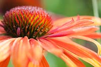 Echinacea purpurea 'Art's Pride' - Orange Meadowbrit