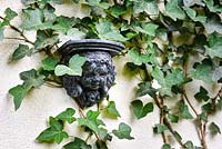 Black, vintage wall-mounted sculpture in the form of an angel child hanging on the wall and covered by Hedera helix.