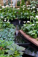 East Village Garden - RHS Chelsea Flower Show May 2013 Centenary - Gold medal winner. Zantedeschia aethiopica 'Crowborough' black water rill 