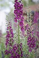 RBC Blue Water Roof Garden. Chelsea Flower Show 2013, Verbascum phoenicum 'Violetta'