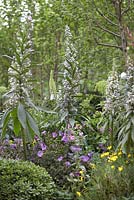 Alyogyne huegelii, Echiums, Geranium and Angelica 'Edulis'