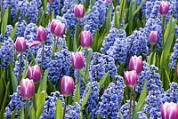 Tulipa 'Synaeda Blue' with Hyacinthus 'Skyline'