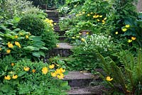 Stone steps and borders with Meconopsis cambrica, Corydalis ochroleuca, Hosta nigrescens 'Krossa Regal' and Polystichum lonchitis
