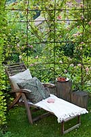 deckchair under gazebo with Rosa 'Paul Transon'