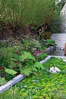 The B and Q Sentebale forget-Me-Not Garden, Rheum palmatum and cyperus species with Old willow pollards in damp border