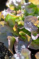 Lettuce 'Navara'