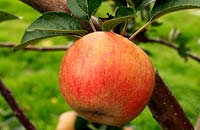 Malus - Apple 'Ashmead's Kernel', growing on tree 3