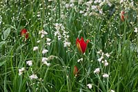 Planting combination of Tulipa sprengeri, Heuchera sanguinea 'White Cloud', Melica altissima 'Alba' in The Telegraph Garden, RHS Chelsea Flower Show.