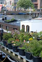 Living on the water presents a challenge for occupants of houseboats on the Amsterdam canals when it comes to gardening. Along the Westerdok plant pots line the jetties 