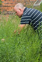Phil Mizen harvesting Artemisia dracunculus - French tarragon at Langham Herbs, Walled Garden, Suffolk. July