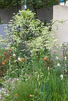 Fresh Garden - BrandAlley Garden, planting combination with Cornus, Geums, Geraniums and grasses - RHS Chelsea Flower Show 2013