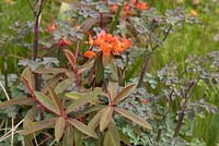 Euphorbia 'Dixter' with Thalictrum 'Anne'. RHS Chelsea Flower Show 2013, BrandAlley Garden. 