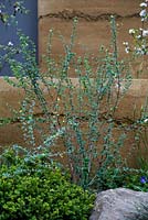 Berberis temolaica against rammed earth wall - Cloudy Bay Discovery Garden - RHS Chelsea Flower Show 2013 