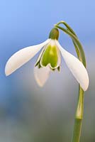 Galanthus 'Alison Hilary', Snowdrop. Close up portrait of single white flower with green markings.