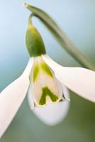 Galanthus 'Ivy Cottage Corporal', Snowdrops. February. Close up portrait of two single white flowers.