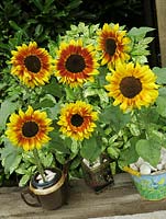 New dwarf sunflower, Helianthus annuus 'Solar Flash' growing in novelty containers, a childs bucket, a teapot and a tea caddy and dressed with seashells