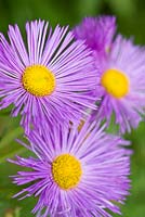 Erigeron 'Dunkelste Aller' or 'Darkest of All'