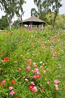 Papaver rhoeas - Shirley Poppies and Rustic Roundhouse at Gooderstone Water Gardens Norfolk