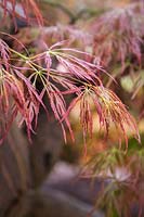 Acer palmatum var. dissectum Dissectum Atropurpureum. Common name: Purple cut-leaved Japanese maple 
