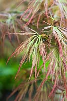 Acer palmatum var. dissectum Dissectum Atropurpureum. Common name: Purple cut-leaved Japanese maple 
