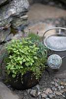 Mint, thyme and chives in pot next to old metal watering can in the Motor Neurone Disease - A Hebridean Weavers Garden.   Designer: Jackie Setchfield and Martin A