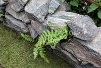 Fern growing through drystone wall. Motor Neurone Disease - a Hebridean Weavers Garden
