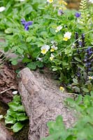 Viola riviniana and Ajuga reptans  - Motor Neurone Disease - A Hebridean Weavers Garden