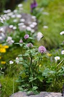 Trifolium pratense  - Motor Neurone Disease -  A Hebridean Weavers Garden, RHS Chelsea Flower Show 2013 
