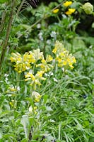 Primula veris Cowslip in A Hebridean Weavers Garden